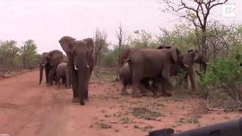 屋顶大象手机在线观看,揭秘神秘生物的奇幻之旅 第2张 屋顶大象手机在线观看,揭秘神秘生物的奇幻之旅 第2张